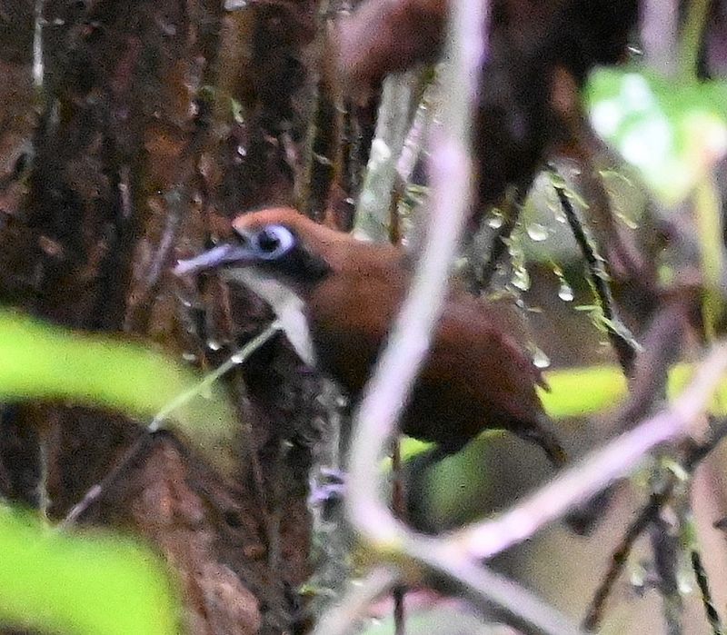 DSC_1412b.jpg