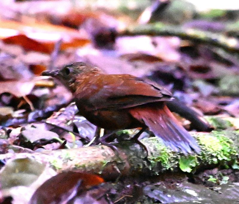 DSC_1604b.jpg
