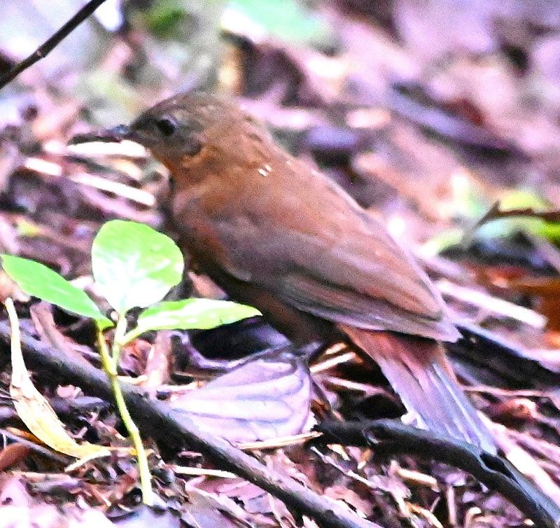DSC_1611b.jpg