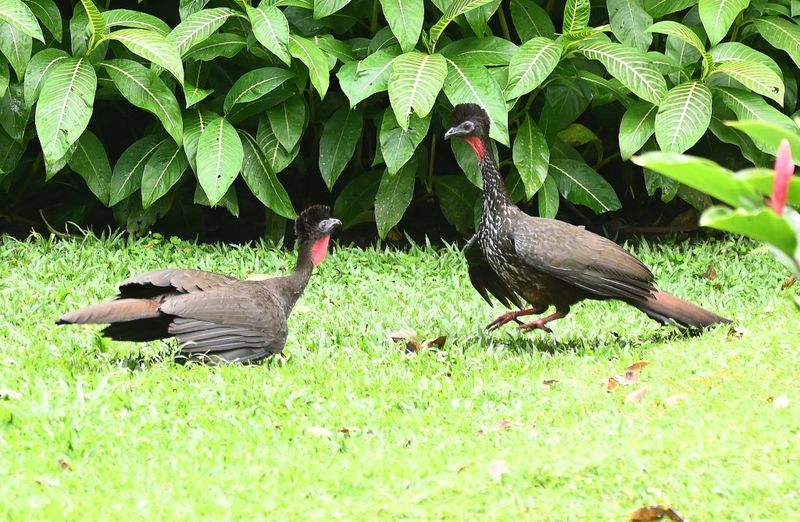 DSC_1789b.jpg