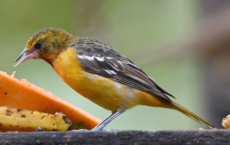 DSC_1999b.jpg