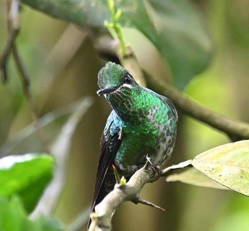 DSC_2013b.jpg