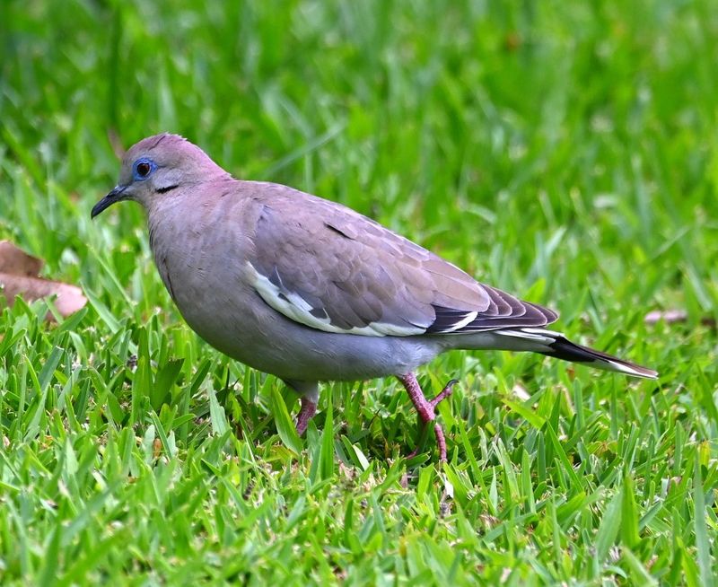 DSC_2132b.jpg