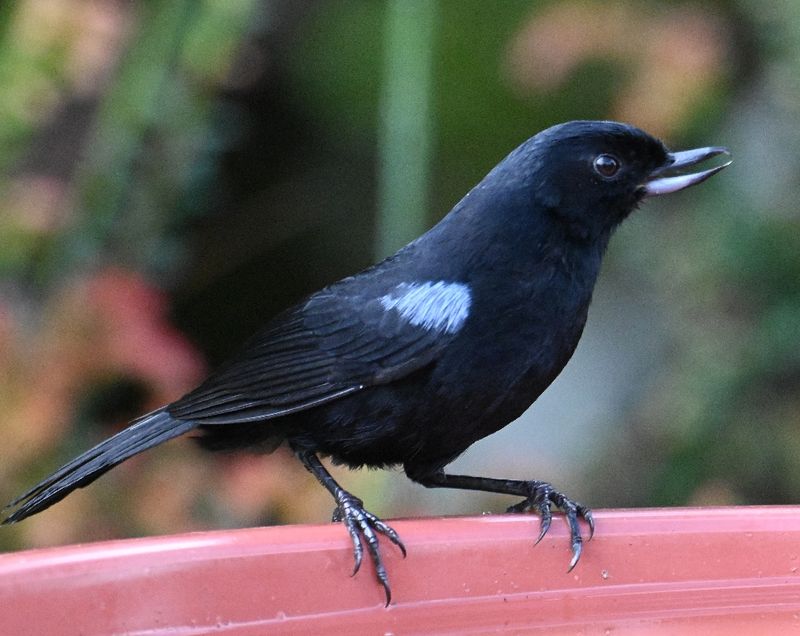 DSC_2536b.jpg