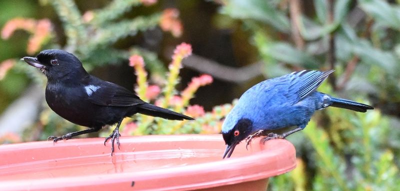 DSC_2602b.jpg