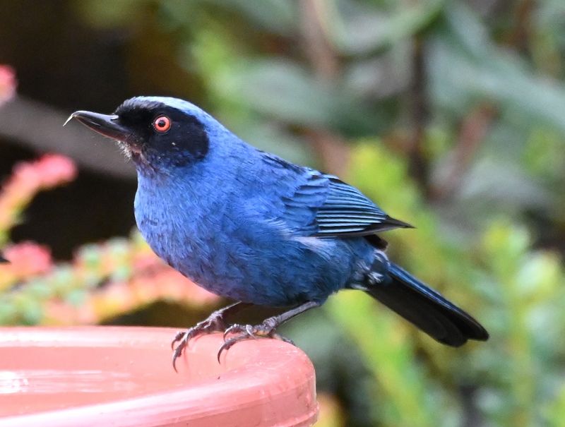 DSC_2603b.jpg