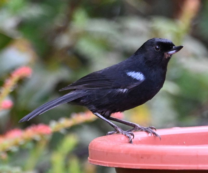 DSC_2703b.jpg