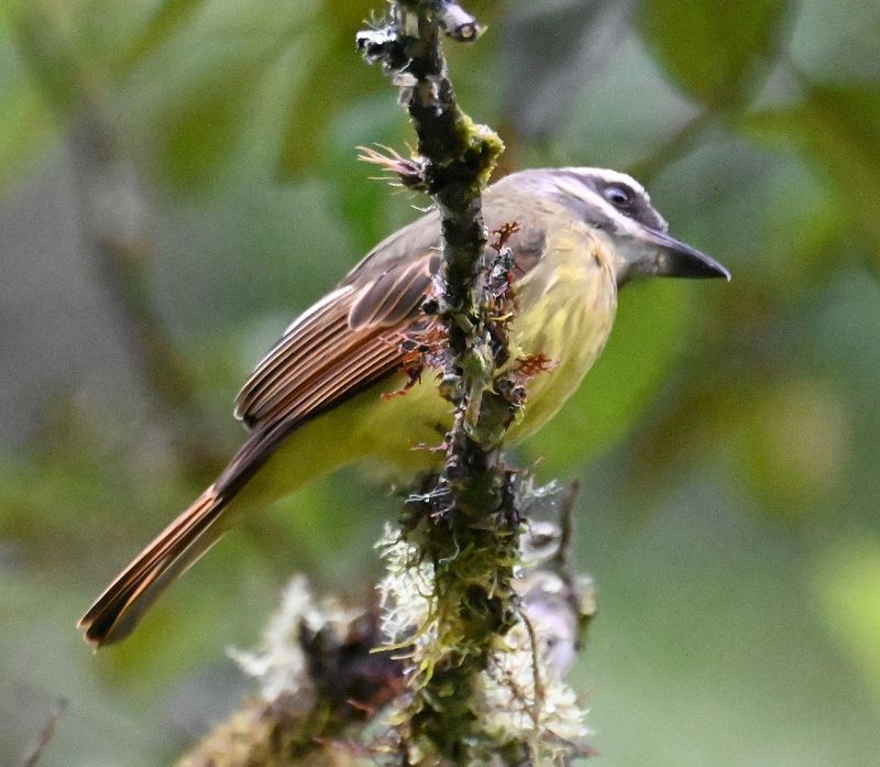 DSC_2854b.jpg
