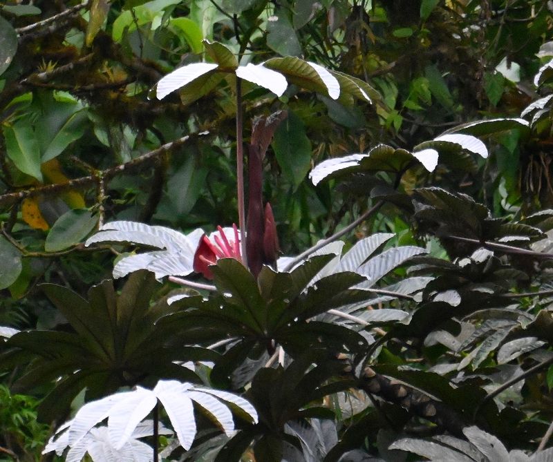 DSC_2907b.jpg