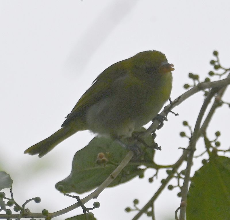 DSC_3059b.jpg