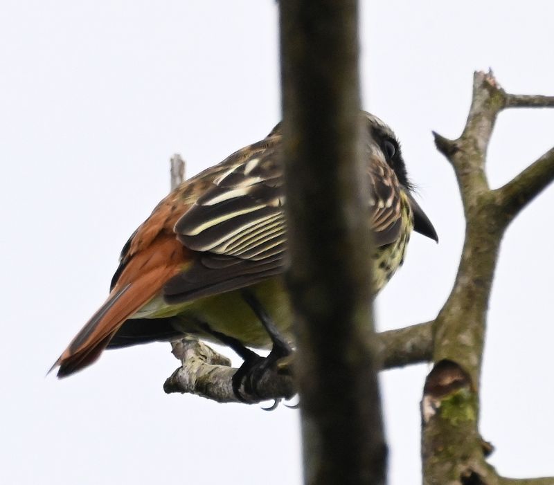 DSC_3065b.jpg