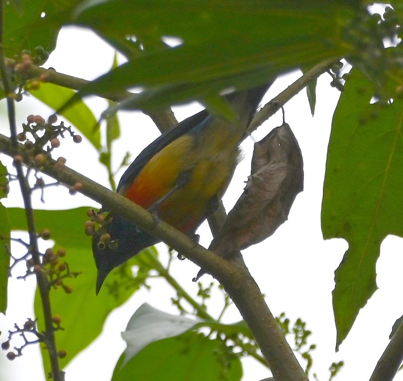 DSC_3244b.jpg