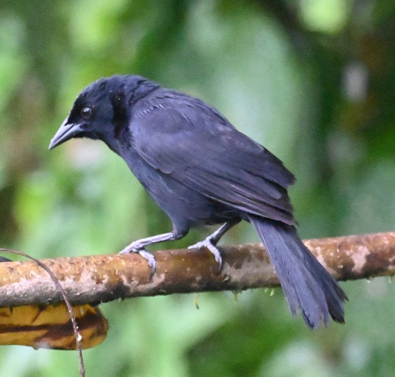 DSC_3589b.jpg