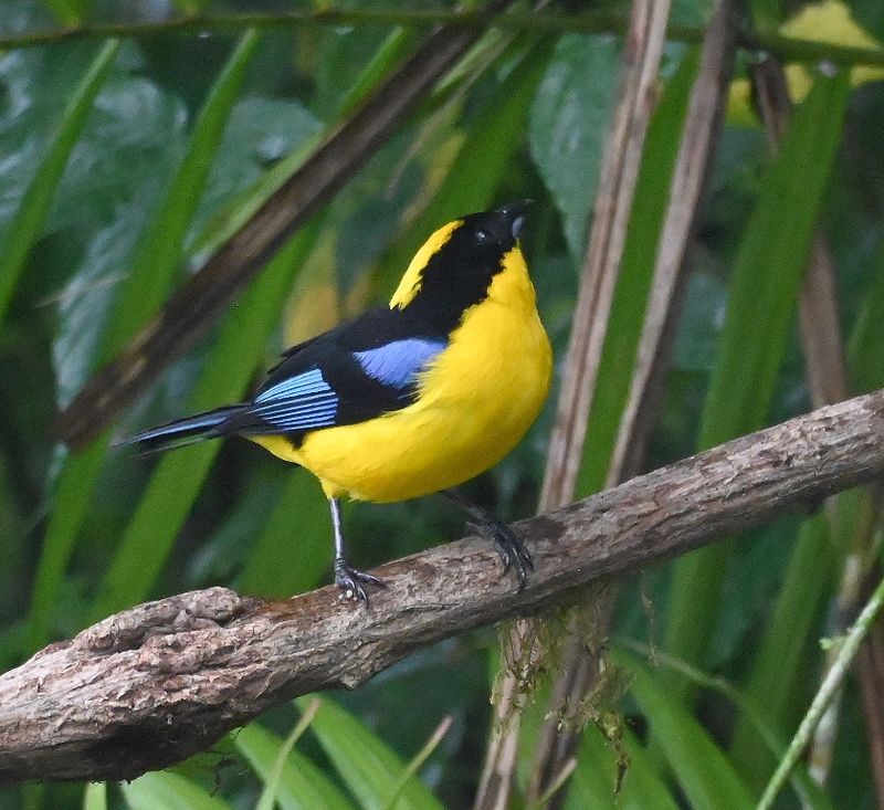 DSC_3599b.jpg