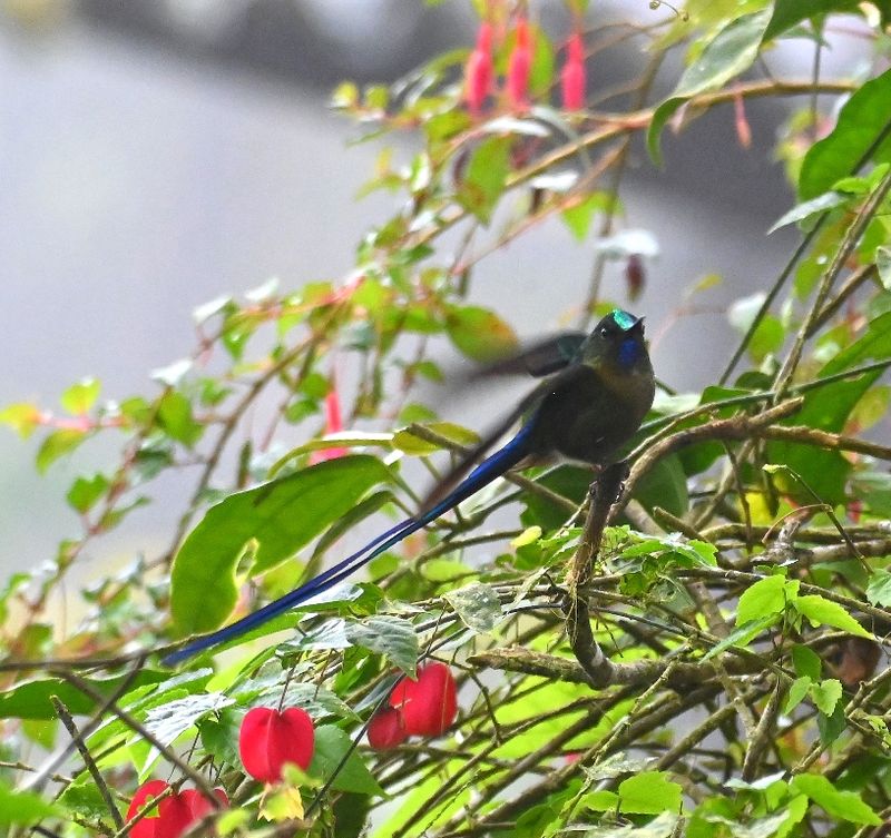 DSC_3701b.jpg