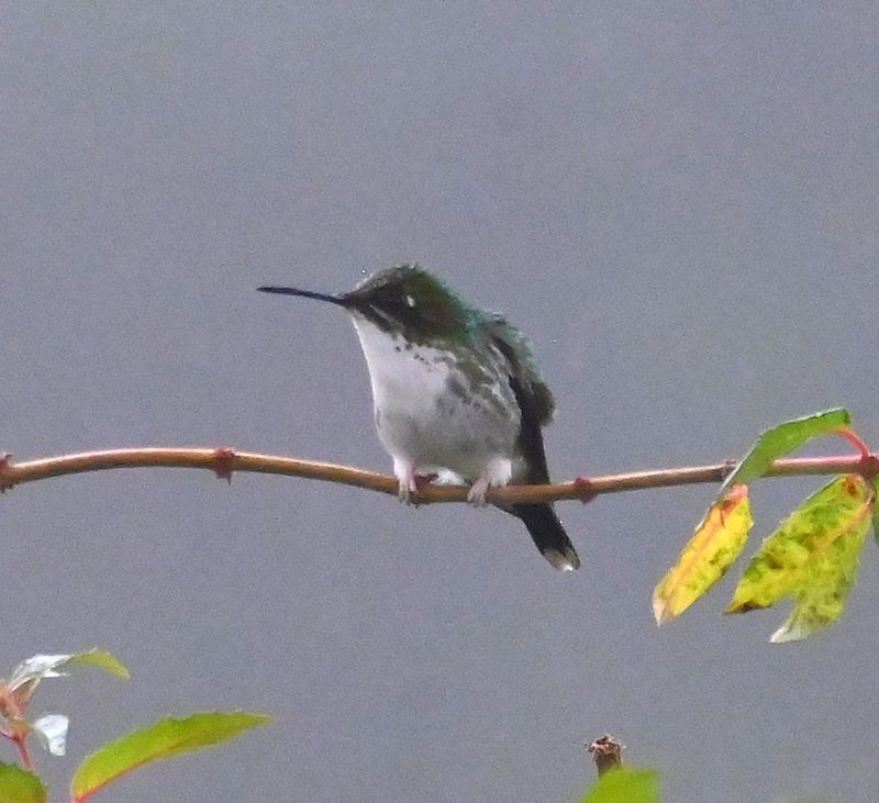 DSC_3710b.jpg