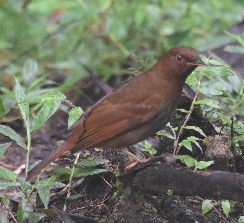DSC_4114b.jpg