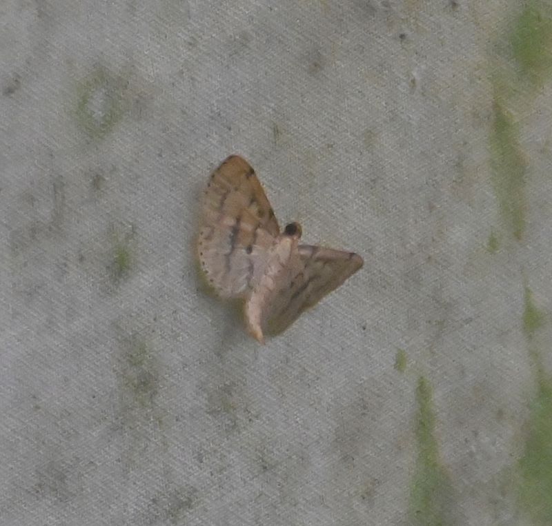 DSC_4122b.jpg