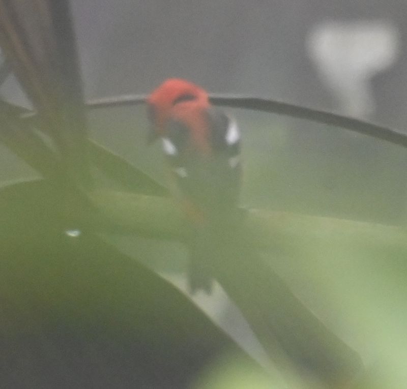 DSC_4261b.jpg