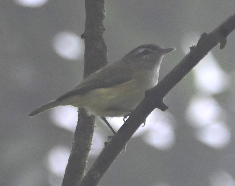 DSC_4415b.jpg