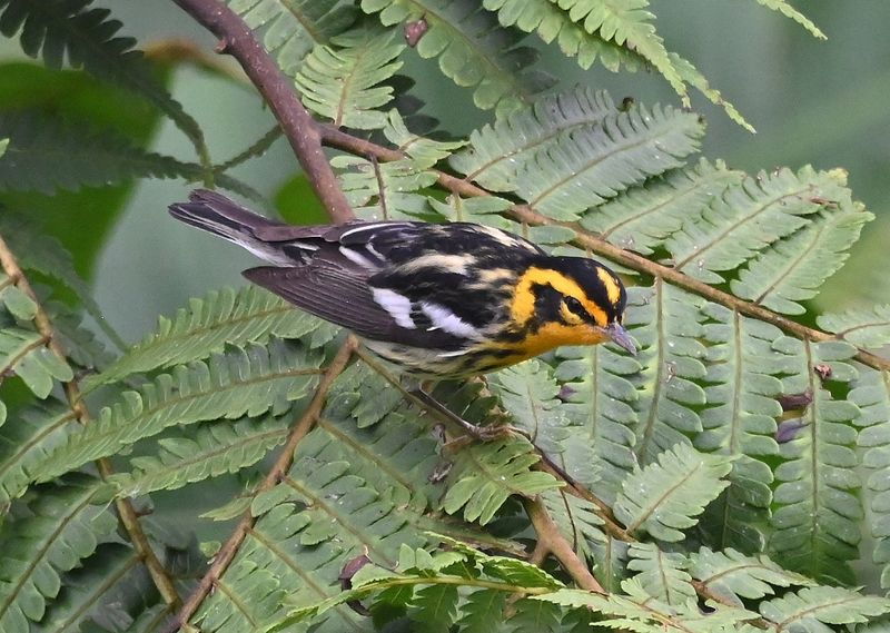 DSC_4430b.jpg
