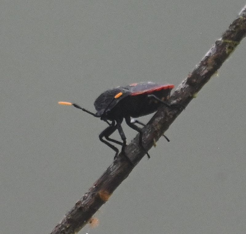 DSC_4488b.jpg