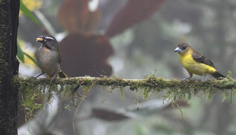 DSC_4556b.jpg