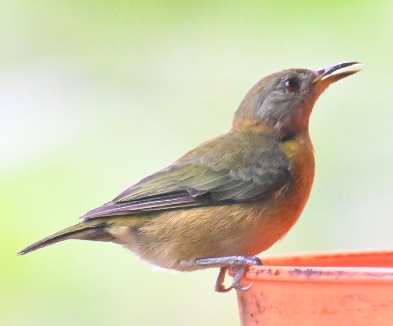 DSC_4602b.jpg