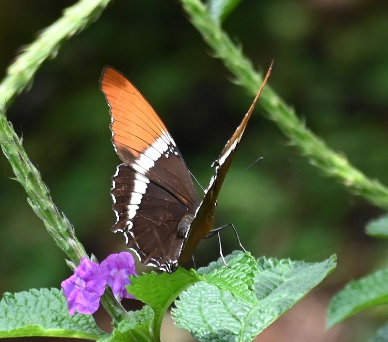 DSC_4742b.jpg