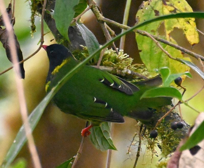 DSC_5076b.jpg