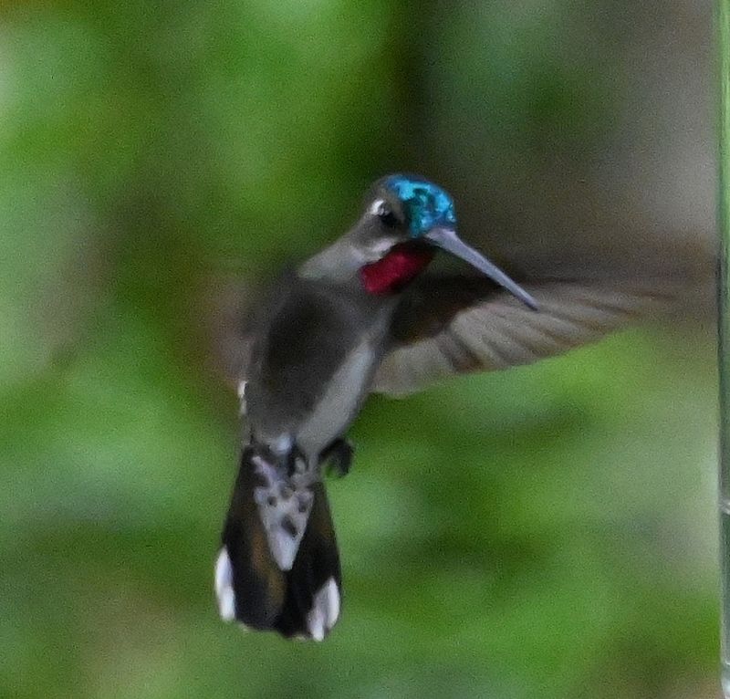 DSC_5231b.jpg