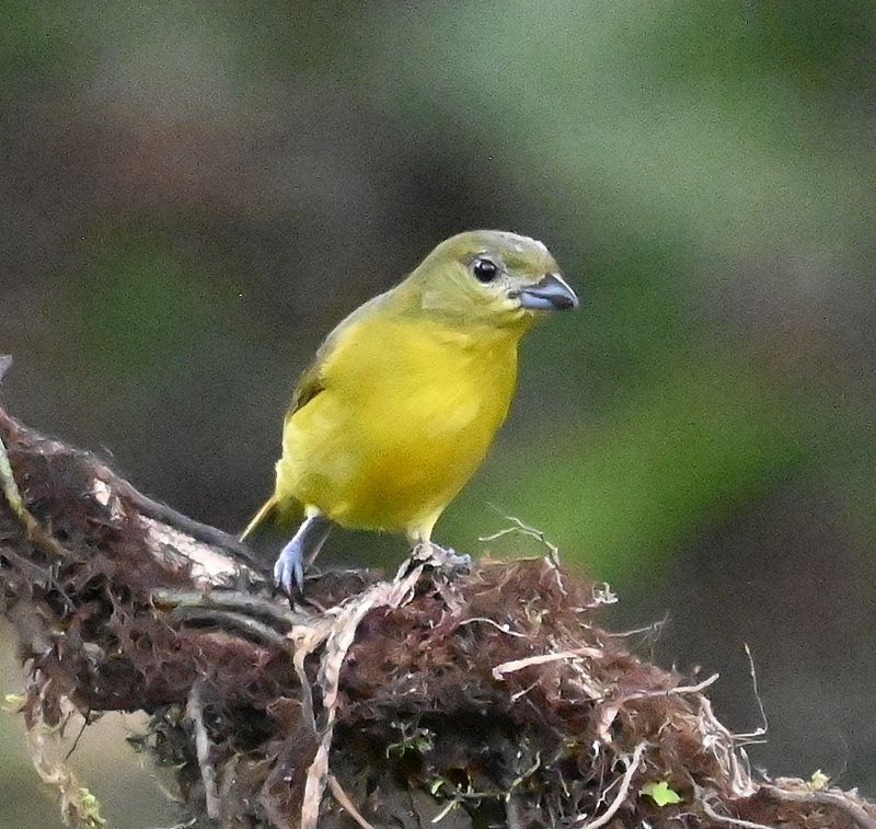DSC_5396b.jpg