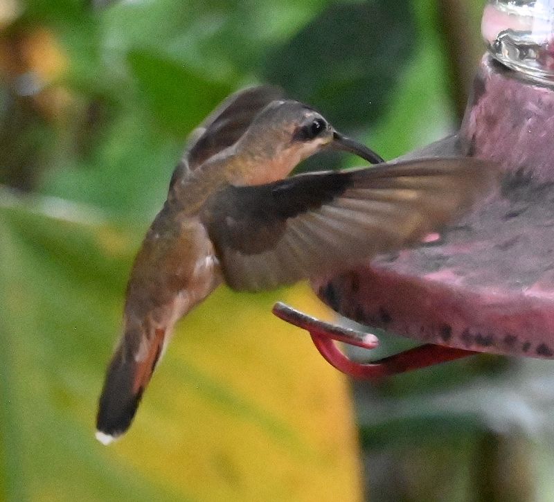DSC_5412b.jpg