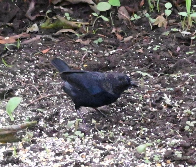 DSC_5565b.jpg
