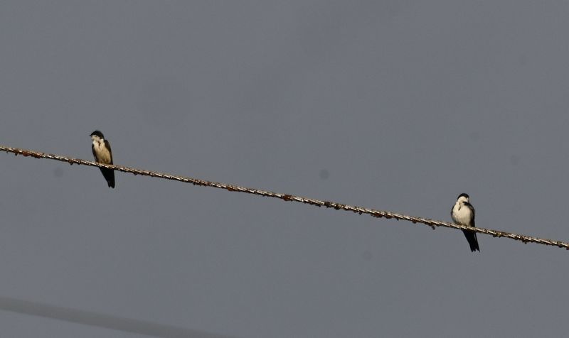 DSC_5784b.jpg