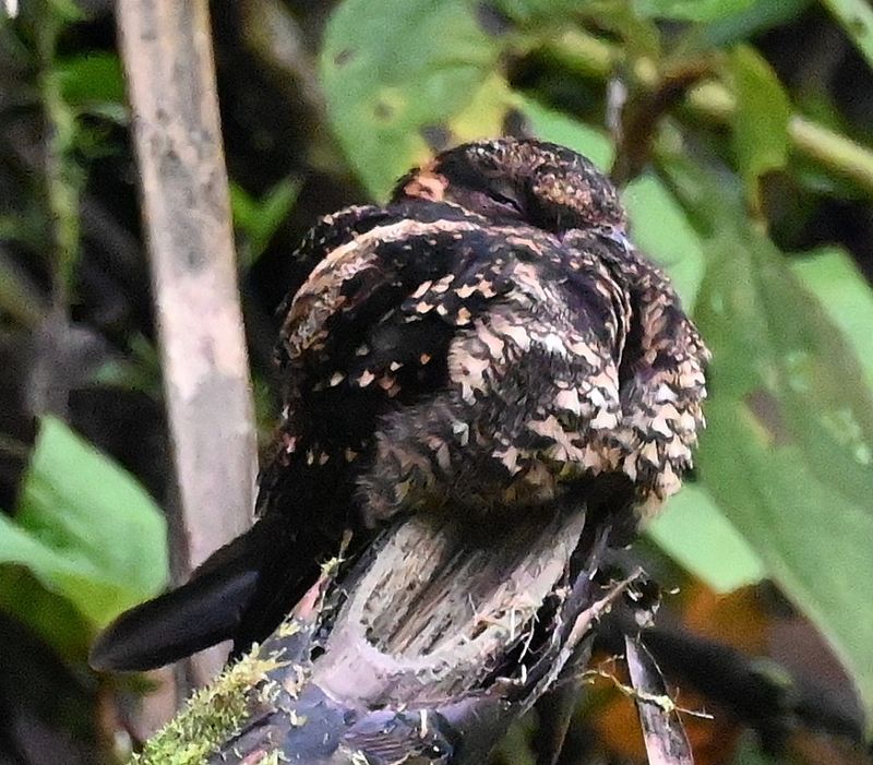 DSC_6125b.jpg