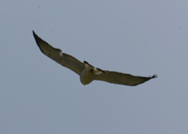 DSC_6481b.jpg