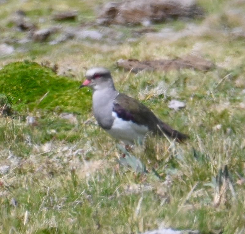 DSC_6599b.jpg