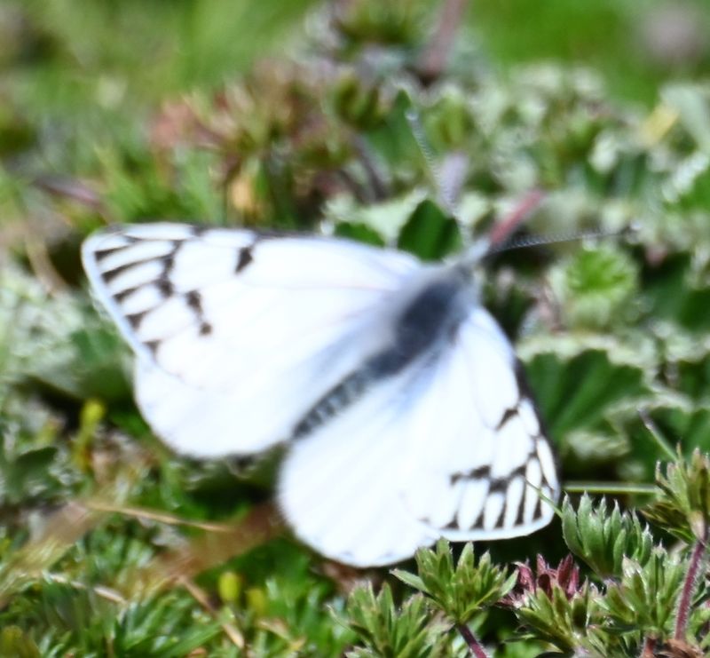 DSC_6613b.jpg