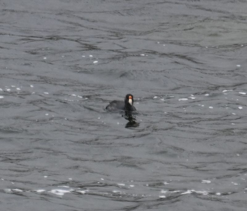 DSC_6780b.jpg