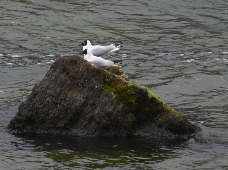 DSC_6794b.jpg