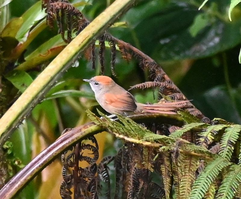 DSC_7224b.jpg