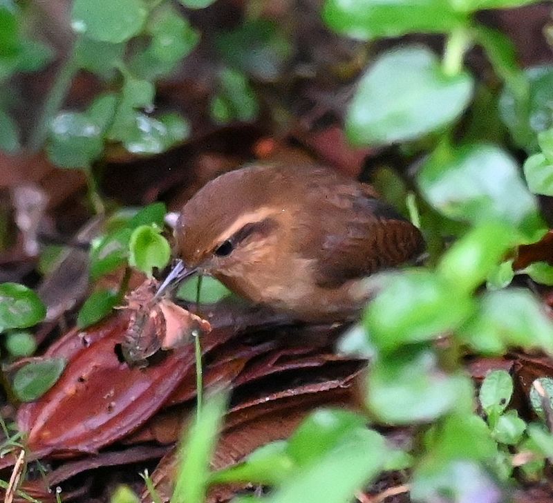 DSC_7235b.jpg