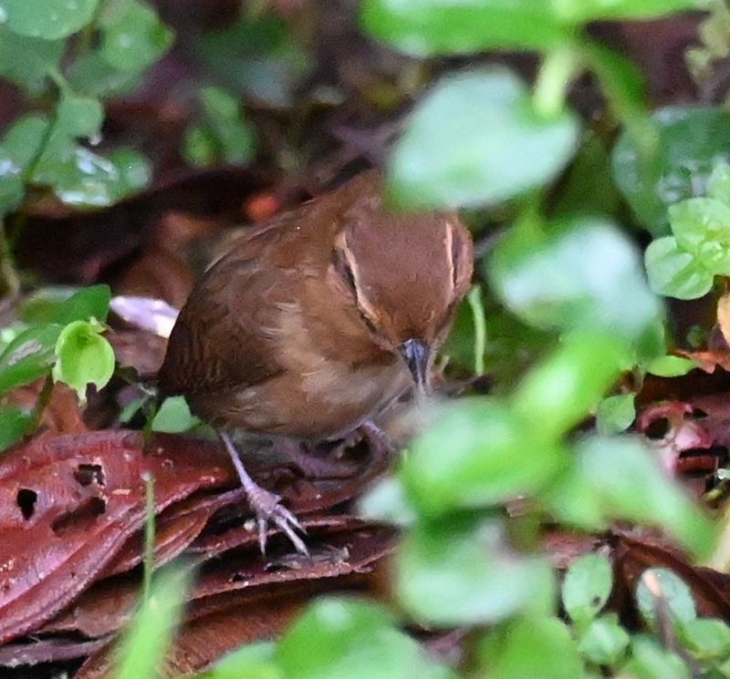 DSC_7244b.jpg