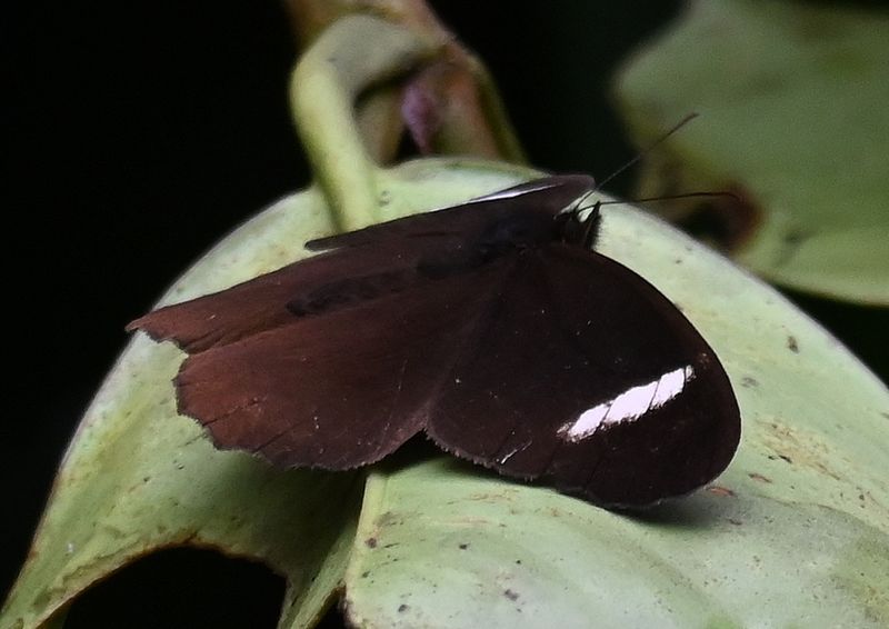 DSC_7376b.jpg