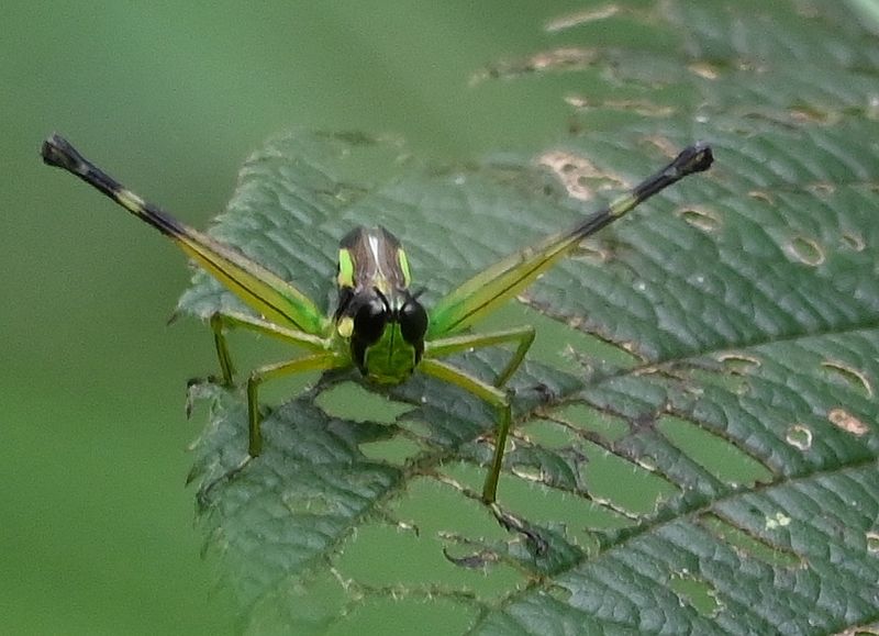 DSC_7426b.jpg