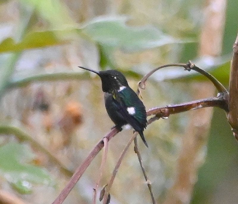 DSC_7516b.jpg