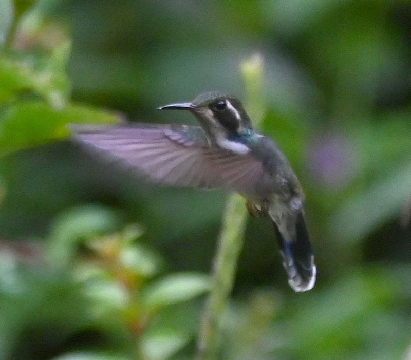 DSC_7825b.jpg