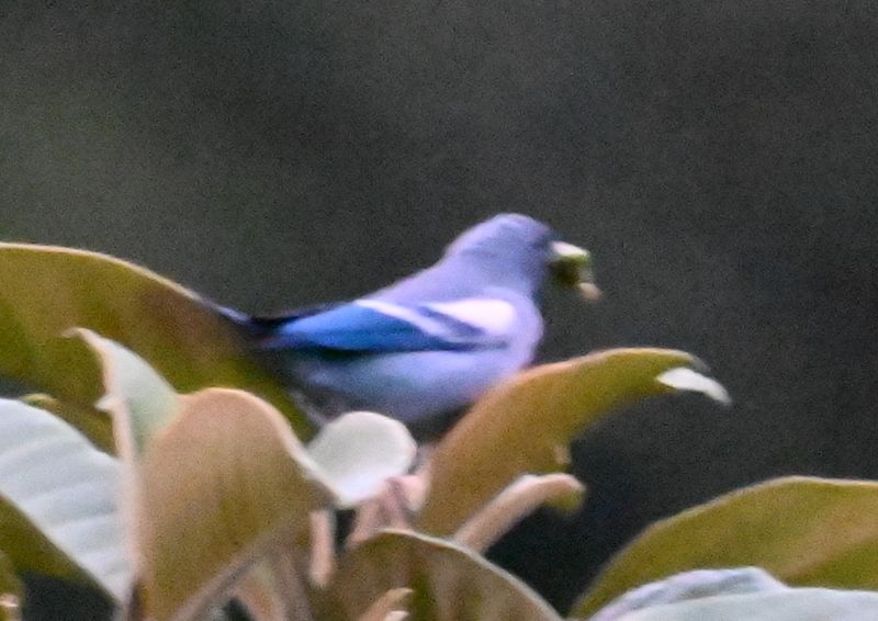 DSC_7876b.jpg