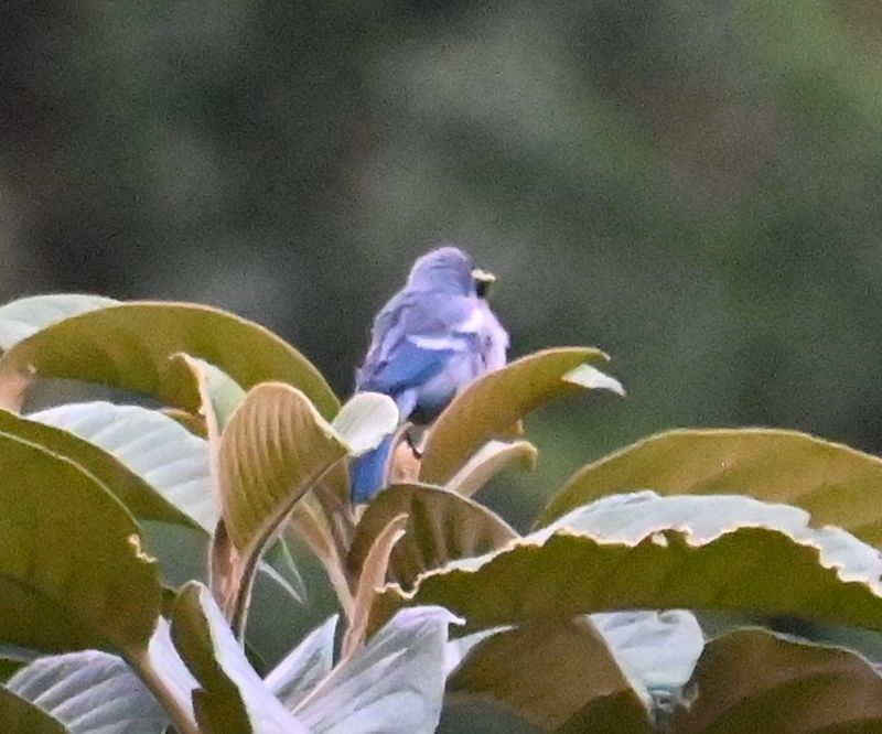 DSC_7905b.jpg
